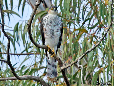 GAVILÁN CHICO (Accipiter striatus) - Puntas del Tigre - SAN JOSE (Abril 2014)
